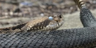 Dayton snake